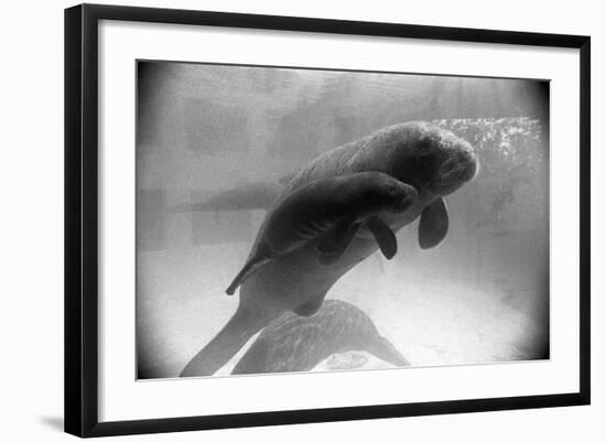 Manatee Mother and Newborn Swimming-null-Framed Photographic Print