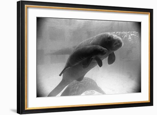 Manatee Mother and Newborn Swimming-null-Framed Photographic Print