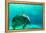Manatee Swimming in Clear Water in Crystal River, Florida-James White-Framed Premier Image Canvas