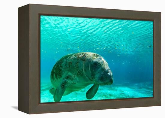 Manatee Swimming in Clear Water in Crystal River, Florida-James White-Framed Premier Image Canvas