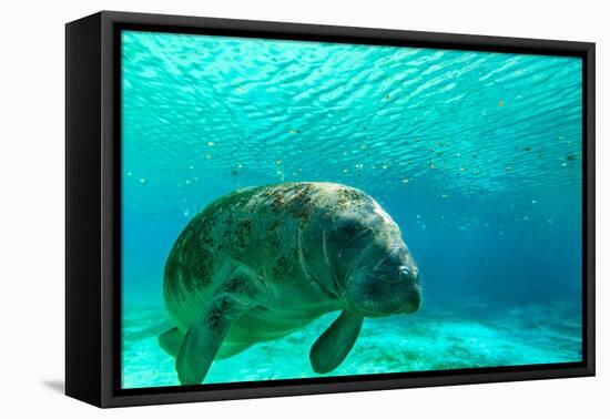 Manatee Swimming in Clear Water in Crystal River, Florida-James White-Framed Premier Image Canvas