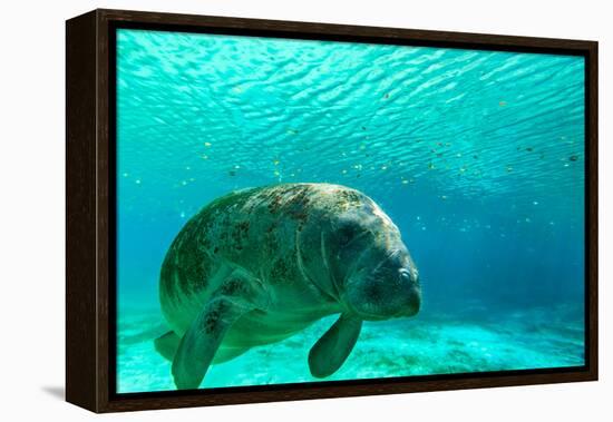 Manatee Swimming in Clear Water in Crystal River, Florida-James White-Framed Premier Image Canvas