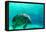 Manatee Swimming in Clear Water in Crystal River, Florida-James White-Framed Premier Image Canvas