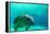 Manatee Swimming in Clear Water in Crystal River, Florida-James White-Framed Premier Image Canvas