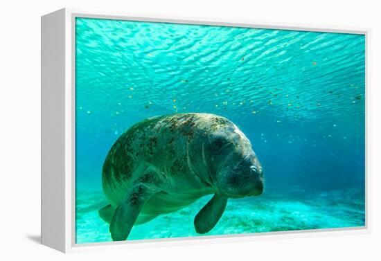 Manatee Swimming in Clear Water in Crystal River, Florida-James White-Framed Premier Image Canvas