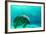 Manatee Swimming in Clear Water in Crystal River, Florida-James White-Framed Photographic Print