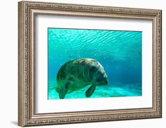 Manatee Swimming in Clear Water in Crystal River, Florida-James White-Framed Photographic Print