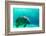 Manatee Swimming in Clear Water in Crystal River, Florida-James White-Framed Photographic Print