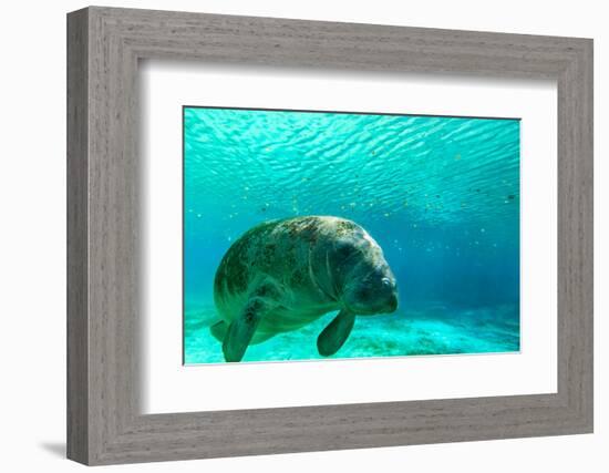 Manatee Swimming in Clear Water in Crystal River, Florida-James White-Framed Photographic Print