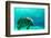 Manatee Swimming in Clear Water in Crystal River, Florida-James White-Framed Photographic Print