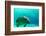 Manatee Swimming in Clear Water in Crystal River, Florida-James White-Framed Photographic Print