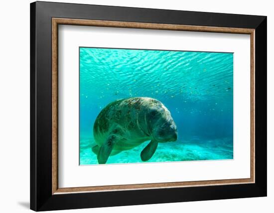 Manatee Swimming in Clear Water in Crystal River, Florida-James White-Framed Photographic Print