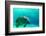 Manatee Swimming in Clear Water in Crystal River, Florida-James White-Framed Photographic Print