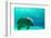 Manatee Swimming in Clear Water in Crystal River, Florida-James White-Framed Photographic Print