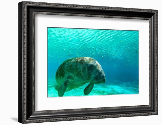 Manatee Swimming in Clear Water in Crystal River, Florida-James White-Framed Photographic Print