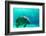 Manatee Swimming in Clear Water in Crystal River, Florida-James White-Framed Photographic Print