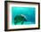 Manatee Swimming in Clear Water in Crystal River, Florida-James White-Framed Photographic Print