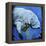 Manatee-null-Framed Stretched Canvas
