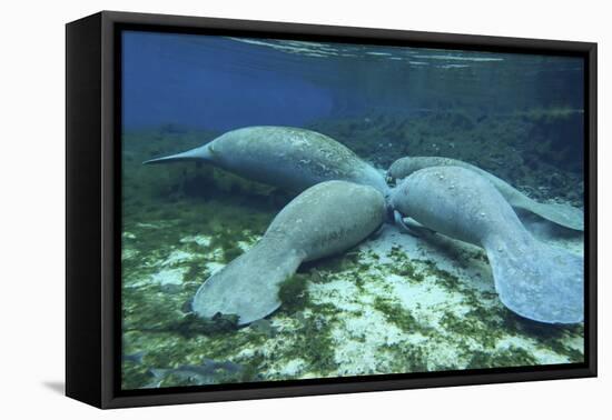 Manatees Congregate to Feed on Algae at Fanning Springs State Park, Florida-Stocktrek Images-Framed Premier Image Canvas