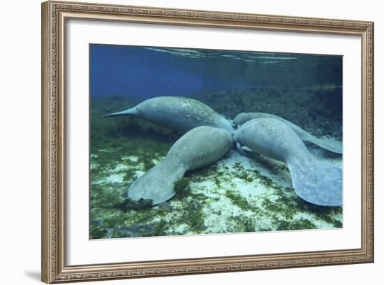 Manatees Congregate to Feed on Algae at Fanning Springs State Park, Florida-Stocktrek Images-Framed Photographic Print