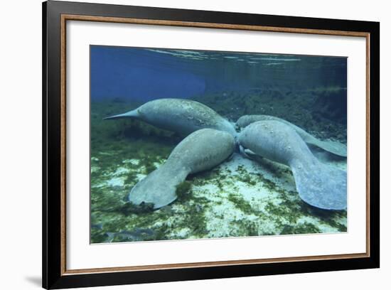 Manatees Congregate to Feed on Algae at Fanning Springs State Park, Florida-Stocktrek Images-Framed Photographic Print