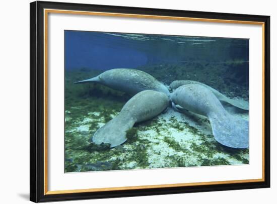 Manatees Congregate to Feed on Algae at Fanning Springs State Park, Florida-Stocktrek Images-Framed Photographic Print