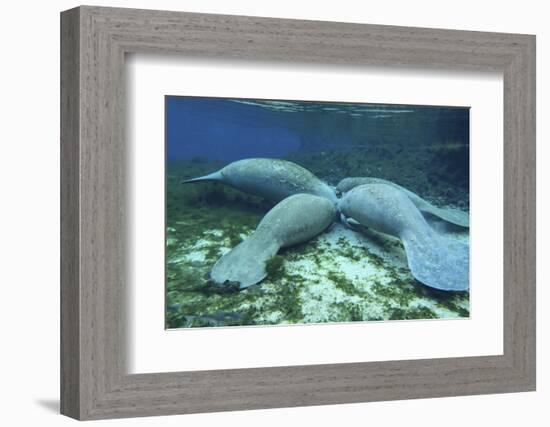 Manatees Congregate to Feed on Algae at Fanning Springs State Park, Florida-Stocktrek Images-Framed Photographic Print