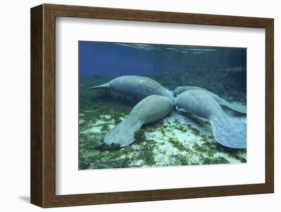 Manatees Congregate to Feed on Algae at Fanning Springs State Park, Florida-Stocktrek Images-Framed Photographic Print