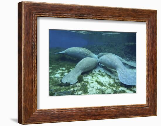 Manatees Congregate to Feed on Algae at Fanning Springs State Park, Florida-Stocktrek Images-Framed Photographic Print