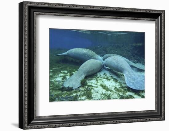 Manatees Congregate to Feed on Algae at Fanning Springs State Park, Florida-Stocktrek Images-Framed Photographic Print