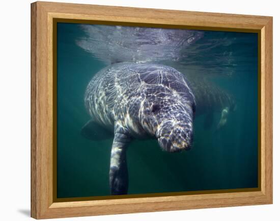 Manatees, Crystal River NW Refuge, FL-Frank Staub-Framed Premier Image Canvas