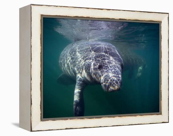 Manatees, Crystal River NW Refuge, FL-Frank Staub-Framed Premier Image Canvas