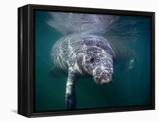 Manatees, Crystal River NW Refuge, FL-Frank Staub-Framed Premier Image Canvas