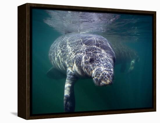 Manatees, Crystal River NW Refuge, FL-Frank Staub-Framed Premier Image Canvas