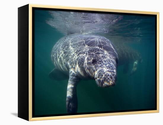 Manatees, Crystal River NW Refuge, FL-Frank Staub-Framed Premier Image Canvas