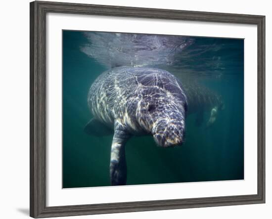 Manatees, Crystal River NW Refuge, FL-Frank Staub-Framed Photographic Print