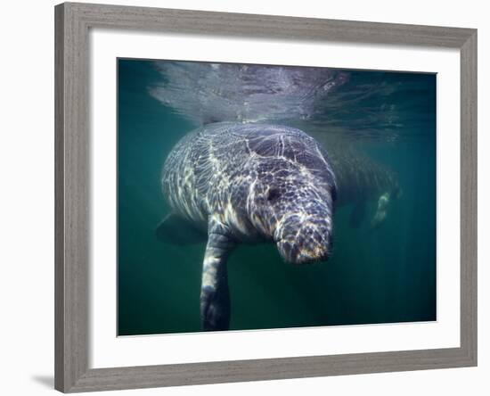 Manatees, Crystal River NW Refuge, FL-Frank Staub-Framed Photographic Print