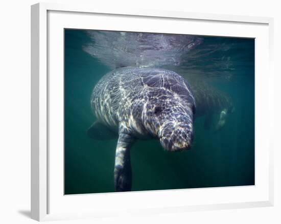 Manatees, Crystal River NW Refuge, FL-Frank Staub-Framed Photographic Print