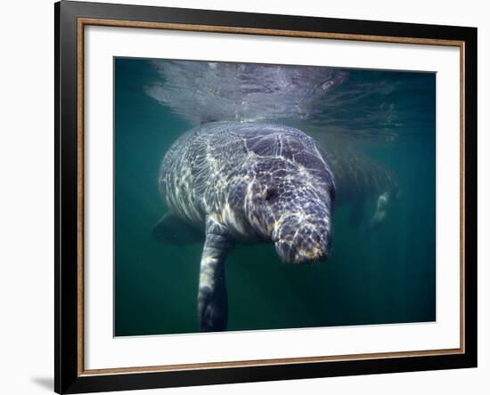 Manatees, Crystal River NW Refuge, FL-Frank Staub-Framed Photographic Print