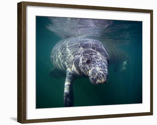 Manatees, Crystal River NW Refuge, FL-Frank Staub-Framed Photographic Print