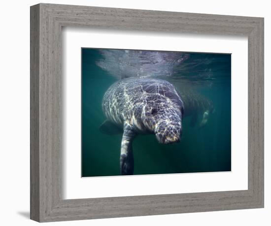 Manatees, Crystal River NW Refuge, FL-Frank Staub-Framed Photographic Print