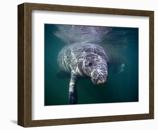 Manatees, Crystal River NW Refuge, FL-Frank Staub-Framed Photographic Print