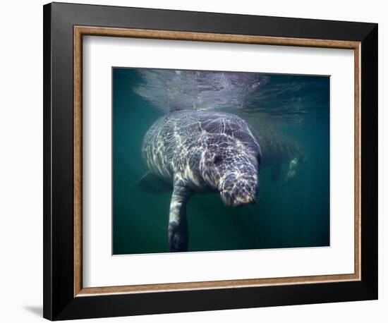 Manatees, Crystal River NW Refuge, FL-Frank Staub-Framed Photographic Print