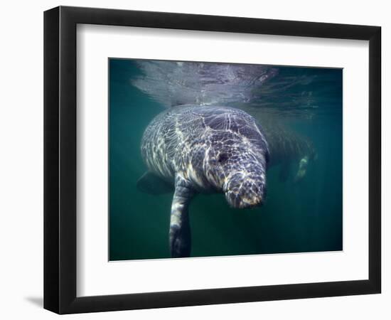 Manatees, Crystal River NW Refuge, FL-Frank Staub-Framed Photographic Print