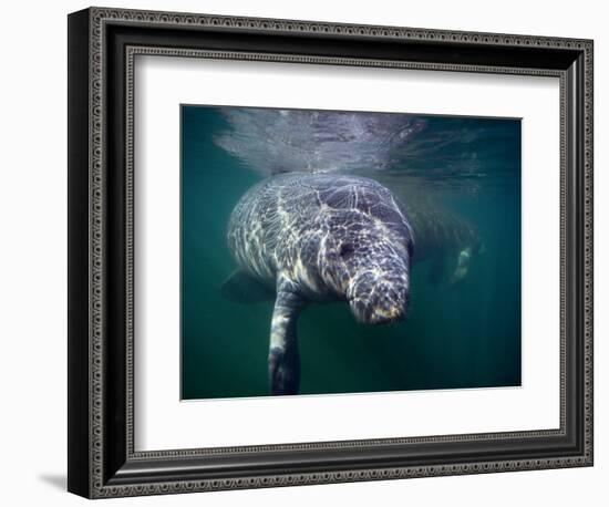 Manatees, Crystal River NW Refuge, FL-Frank Staub-Framed Photographic Print