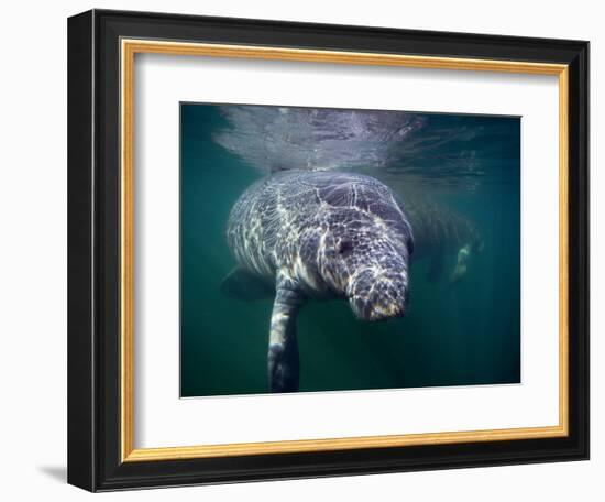 Manatees, Crystal River NW Refuge, FL-Frank Staub-Framed Photographic Print