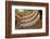 Manaus Opera House Ballroom, Ceiling and Balcony, Amazon, Brazil-Cindy Miller Hopkins-Framed Photographic Print