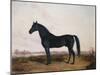 Manbrino Patchen 58, in an Extensive Landscape, 1867-Henry Thomas Alken-Mounted Giclee Print