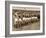Manchester United Team before the Air Disaster at Munich-null-Framed Photographic Print