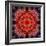 Mandala Ornament from Flower Photographs-Alaya Gadeh-Framed Photographic Print